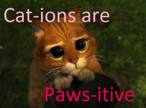 Cat-ions are paws-itive
