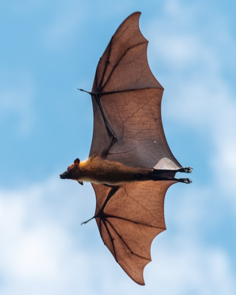 A bat flying overhead, with the hand bones visible through the wing.