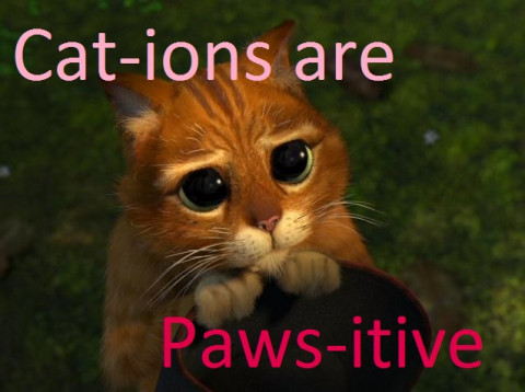 Cat-ions are pawsitive.